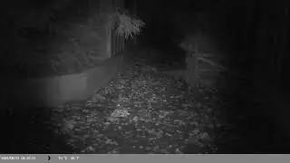Trap Camera Captures Farms Cat (Felis catus) On 11 September 2025