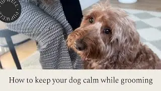How to keep your dog calm, while grooming