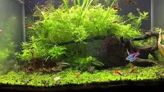 Aquarium insights