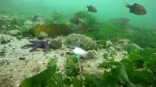Embiotica lateralis at Cates Park