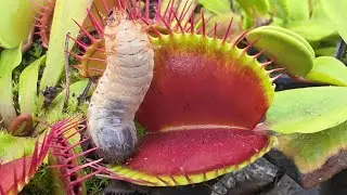 Killer Plants Compilation