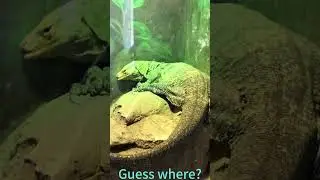 Let Us Shine Tonight &ndash; Komodo Dragon in Focus | King of the Lizards