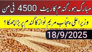Wheat support price in Punjab 2025/gundam rates updates in pakistan/local farmers 