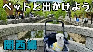 【お出かけ】城崎温泉は意外とペットと楽しめる観光名所だった！【関西】#犬 #ペット #マルチーズ