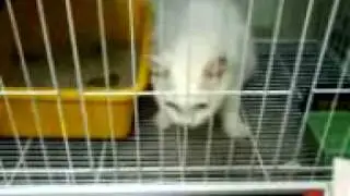 cat escape from the cage