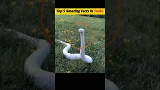 Interesting Facts About Snakes in Hindi #shorts