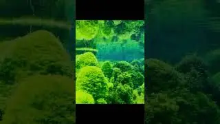 Amazon rainforest | discovery channel in english #shorts #viralshorts #amazonforest #rainforest #bbc