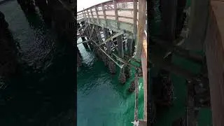 Tons of muscles on pilon. #pier #goletabeach