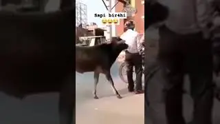 Sapinya bir4hi 😂 #funny #memes #lucu #overlay #animasi #comedy #sapi #shorts #ll #catlover #part3
