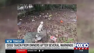 Two dogs taken from owner after multiple citations, citizen complaints alert Mobile Animal Contro...