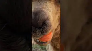 Alpaca eats carrot 3/ 人参を食べる アルパカ