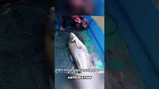 A man caught two giant forktail catfish using a fishing hook trap in a Southeast Asian river.