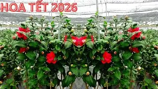 COMBO 5 GIỐNG HOA TRÀ MY RỰC RỠ ĐÓN XUÂN 2026 || HOA TRÀ MY CỔ || 0968593245