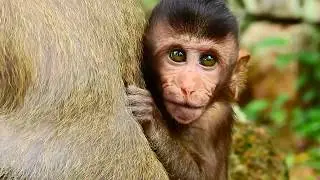 Worry on Maddix !!! Baby angry mum seriously cos hungry milk, Poor adult baby still need milk 907