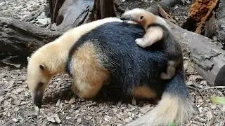 ZSL London Zoo Has a New Tamandua