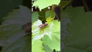 An Australian paper wasp Polistes humilis resting on a grapevine leaf
