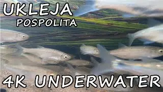 Jak porusza i żeruje UKLEJA pod wodą. 4K Bleak UNDERWATER