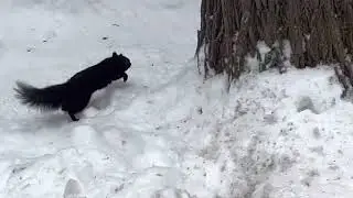 Action adventure squirrel mating chase