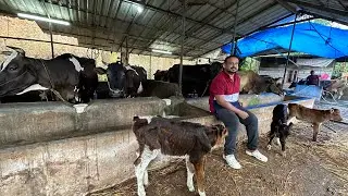പാൽ വിറ്റു മാസം 2 ലക്ഷം നേടുന്ന ക്ഷീര കർഷകൻ,2 പശുവിൽ നിന്നും 25 പശുവിൽ എത്തി Profitable Dairy farm