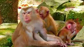 cute baby monkey2023 100