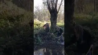 Addestramento puledri: Mr. Cash e il guado del Fiume
