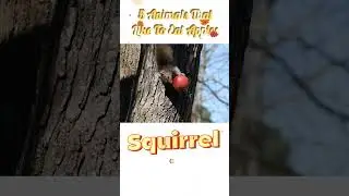 Animals Eat Apples Investigation #animals #apple #food #relaxing #education #information #shorts