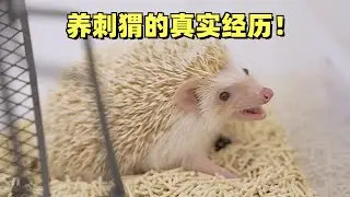 реальная жизнь ёж