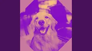 Simplistic Relaxed Pooch