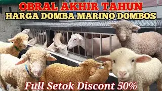 OBRAL AKHIR TAHUN HARGA DOMBA MARINO DOMBOS 