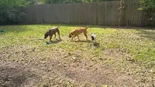 Evie's first stay at Camp Doggercize part 1