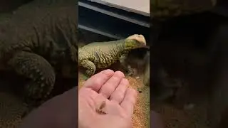 OUCH!!!! MY UROMASTYX TAKES A BITE!!!