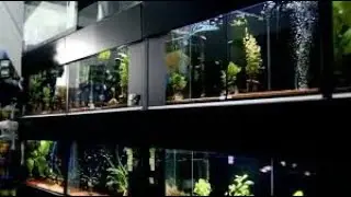 Aquarium shark #aquarium #aquariumfish #fish #fishtank #viral #shark #sharks #sharktank #shorts