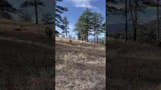 Mule deer say Merry Christmas!