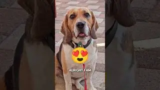 2 Reasons Beagles Are the Cutest FBI Agents 🐶 | Would You Pet This Dog #shorts #pets #usa  #animals