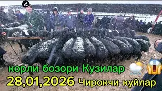 Чирокчи мол бозори 28,01,2026 кор бозори куйлар Кузилар. Chiroqchi mol bozori narxlari