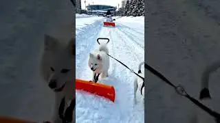 Как чистят снег в Беларуси #зима #AI