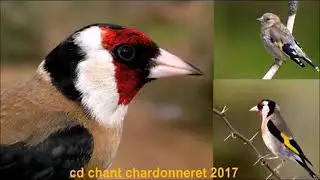 10 ساعات من كلام طائر الحسون / chant chardonneret / تعليم الحسون 🔥🐤