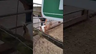 #goats petting goats