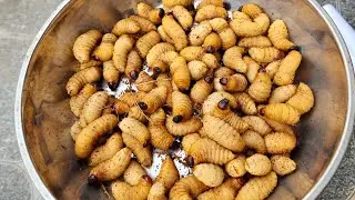con giống đuông dừa thái lan. k có thậtTrang trại xanh 20 (coconut weevil ) đang phát trực tiếp!