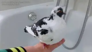 Latte the pigeon taking a bath