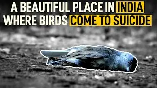 What is the Mystery Behind Birds Suicide in Jatinga, Assam INDIA? - Savvies