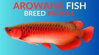 Arowana Fish Care Guide | Tank Setup | Feeding  Breeding & Lifespan