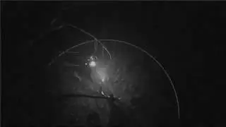 Prototype TopDown Horror - Dark Shadow Florest