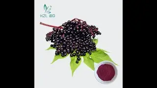 Organic Elderberry Powder