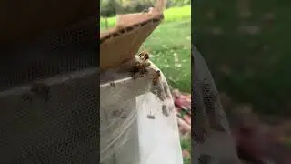 This Bee Got Stuck in Honey #beekeeping #honeybees #beekeeper #beehive #beelife #farming