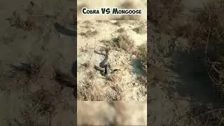 Cobra vs Mongoose Showdown: Epic Wildlife Battle!