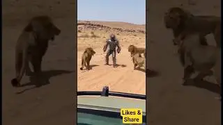Lion and man fight #animals #lion #wildlife #wildlifeafrica