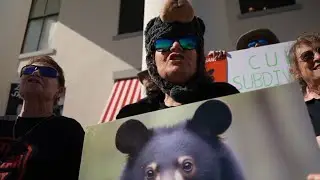 High-stakes hearing looms as Floridians protest upcoming bear hunt
