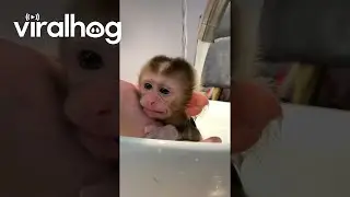Little Monkey Baby Taking a Bath || ViralHog
