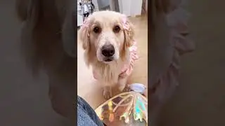 Here i come  🧚&zwj;♀️fairy golden retriever&hearts;🐶 #ytshorts